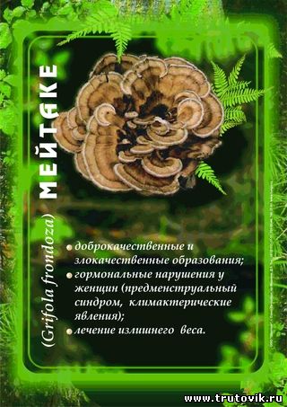 Гриб Мейтаке